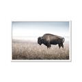 Picture of Bison Field _GroupedProduct_Rectangle_Landscape_Photography _GroupedProduct_Rectangle_Landscape_Framed_Matted_
