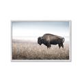 Picture of Bison Field _GroupedProduct_Rectangle_Landscape_Photography _GroupedProduct_Rectangle_Landscape_Framed_Matted_