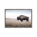 Picture of Bison Field _GroupedProduct_Rectangle_Landscape_Photography _GroupedProduct_Rectangle_Landscape_Framed_Matted_