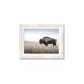 Picture of Bison Field _GroupedProduct_Rectangle_Landscape_Photography _GroupedProduct_Rectangle_Landscape_Framed_Matted_