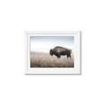 Picture of Bison Field _GroupedProduct_Rectangle_Landscape_Photography _GroupedProduct_Rectangle_Landscape_Framed_Matted_