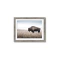 Picture of Bison Field _GroupedProduct_Rectangle_Landscape_Photography _GroupedProduct_Rectangle_Landscape_Framed_Matted_