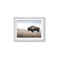 Picture of Bison Field _GroupedProduct_Rectangle_Landscape_Photography _GroupedProduct_Rectangle_Landscape_Framed_Matted_