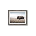 Picture of Bison Field _GroupedProduct_Rectangle_Landscape_Photography _GroupedProduct_Rectangle_Landscape_Framed_Matted_