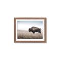 Picture of Bison Field _GroupedProduct_Rectangle_Landscape_Photography _GroupedProduct_Rectangle_Landscape_Framed_Matted_