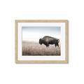 Picture of Bison Field _GroupedProduct_Rectangle_Landscape_Photography _GroupedProduct_Rectangle_Landscape_Framed_Matted_