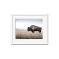 Picture of Bison Field _GroupedProduct_Rectangle_Landscape_Photography _GroupedProduct_Rectangle_Landscape_Framed_Matted_