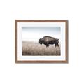 Picture of Bison Field _GroupedProduct_Rectangle_Landscape_Photography _GroupedProduct_Rectangle_Landscape_Framed_Matted_