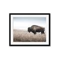 Picture of Bison Field _GroupedProduct_Rectangle_Landscape_Photography _GroupedProduct_Rectangle_Landscape_Framed_Matted_