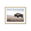 Picture of Bison Field _GroupedProduct_Rectangle_Landscape_Photography _GroupedProduct_Rectangle_Landscape_Framed_Matted_