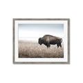 Picture of Bison Field _GroupedProduct_Rectangle_Landscape_Photography _GroupedProduct_Rectangle_Landscape_Framed_Matted_