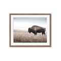Picture of Bison Field _GroupedProduct_Rectangle_Landscape_Photography _GroupedProduct_Rectangle_Landscape_Framed_Matted_