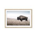 Picture of Bison Field _GroupedProduct_Rectangle_Landscape_Photography _GroupedProduct_Rectangle_Landscape_Framed_Matted_
