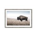 Picture of Bison Field _GroupedProduct_Rectangle_Landscape_Photography _GroupedProduct_Rectangle_Landscape_Framed_Matted_