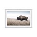 Picture of Bison Field _GroupedProduct_Rectangle_Landscape_Photography _GroupedProduct_Rectangle_Landscape_Framed_Matted_