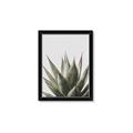 Picture of Cactus Succulent _GroupedProduct_Rectangle_Portrait_Photography _GroupedProduct_Rectangle_Portrait_Framed_Matted_