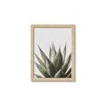 Picture of Cactus Succulent _GroupedProduct_Rectangle_Portrait_Photography _GroupedProduct_Rectangle_Portrait_Framed_Matted_