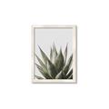 Picture of Cactus Succulent _GroupedProduct_Rectangle_Portrait_Photography _GroupedProduct_Rectangle_Portrait_Framed_Matted_