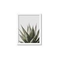 Picture of Cactus Succulent _GroupedProduct_Rectangle_Portrait_Photography _GroupedProduct_Rectangle_Portrait_Framed_Matted_