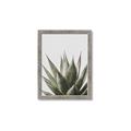 Picture of Cactus Succulent _GroupedProduct_Rectangle_Portrait_Photography _GroupedProduct_Rectangle_Portrait_Framed_Matted_