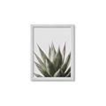 Picture of Cactus Succulent _GroupedProduct_Rectangle_Portrait_Photography _GroupedProduct_Rectangle_Portrait_Framed_Matted_