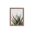 Picture of Cactus Succulent _GroupedProduct_Rectangle_Portrait_Photography _GroupedProduct_Rectangle_Portrait_Framed_Matted_