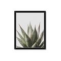 Picture of Cactus Succulent _GroupedProduct_Rectangle_Portrait_Photography _GroupedProduct_Rectangle_Portrait_Framed_Matted_