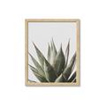 Picture of Cactus Succulent _GroupedProduct_Rectangle_Portrait_Photography _GroupedProduct_Rectangle_Portrait_Framed_Matted_