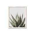 Picture of Cactus Succulent _GroupedProduct_Rectangle_Portrait_Photography _GroupedProduct_Rectangle_Portrait_Framed_Matted_