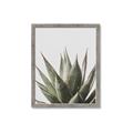 Picture of Cactus Succulent _GroupedProduct_Rectangle_Portrait_Photography _GroupedProduct_Rectangle_Portrait_Framed_Matted_
