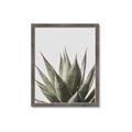 Picture of Cactus Succulent _GroupedProduct_Rectangle_Portrait_Photography _GroupedProduct_Rectangle_Portrait_Framed_Matted_