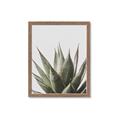 Picture of Cactus Succulent _GroupedProduct_Rectangle_Portrait_Photography _GroupedProduct_Rectangle_Portrait_Framed_Matted_