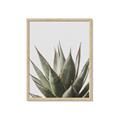 Picture of Cactus Succulent _GroupedProduct_Rectangle_Portrait_Photography _GroupedProduct_Rectangle_Portrait_Framed_Matted_