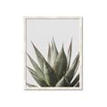 Picture of Cactus Succulent _GroupedProduct_Rectangle_Portrait_Photography _GroupedProduct_Rectangle_Portrait_Framed_Matted_