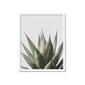 Picture of Cactus Succulent _GroupedProduct_Rectangle_Portrait_Photography _GroupedProduct_Rectangle_Portrait_Framed_Matted_