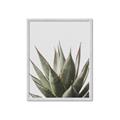 Picture of Cactus Succulent _GroupedProduct_Rectangle_Portrait_Photography _GroupedProduct_Rectangle_Portrait_Framed_Matted_