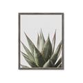 Picture of Cactus Succulent _GroupedProduct_Rectangle_Portrait_Photography _GroupedProduct_Rectangle_Portrait_Framed_Matted_