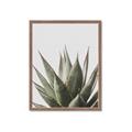 Picture of Cactus Succulent _GroupedProduct_Rectangle_Portrait_Photography _GroupedProduct_Rectangle_Portrait_Framed_Matted_