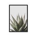 Picture of Cactus Succulent _GroupedProduct_Rectangle_Portrait_Photography _GroupedProduct_Rectangle_Portrait_Framed_Matted_