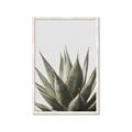 Picture of Cactus Succulent _GroupedProduct_Rectangle_Portrait_Photography _GroupedProduct_Rectangle_Portrait_Framed_Matted_