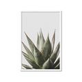Picture of Cactus Succulent _GroupedProduct_Rectangle_Portrait_Photography _GroupedProduct_Rectangle_Portrait_Framed_Matted_