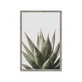 Picture of Cactus Succulent _GroupedProduct_Rectangle_Portrait_Photography _GroupedProduct_Rectangle_Portrait_Framed_Matted_