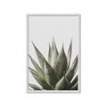 Picture of Cactus Succulent _GroupedProduct_Rectangle_Portrait_Photography _GroupedProduct_Rectangle_Portrait_Framed_Matted_