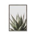 Picture of Cactus Succulent _GroupedProduct_Rectangle_Portrait_Photography _GroupedProduct_Rectangle_Portrait_Framed_Matted_
