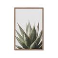 Picture of Cactus Succulent _GroupedProduct_Rectangle_Portrait_Photography _GroupedProduct_Rectangle_Portrait_Framed_Matted_