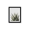 Picture of Cactus Succulent _GroupedProduct_Rectangle_Portrait_Photography _GroupedProduct_Rectangle_Portrait_Framed_Matted_