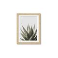Picture of Cactus Succulent _GroupedProduct_Rectangle_Portrait_Photography _GroupedProduct_Rectangle_Portrait_Framed_Matted_