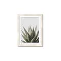 Picture of Cactus Succulent _GroupedProduct_Rectangle_Portrait_Photography _GroupedProduct_Rectangle_Portrait_Framed_Matted_