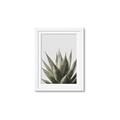 Picture of Cactus Succulent _GroupedProduct_Rectangle_Portrait_Photography _GroupedProduct_Rectangle_Portrait_Framed_Matted_