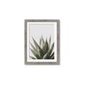 Picture of Cactus Succulent _GroupedProduct_Rectangle_Portrait_Photography _GroupedProduct_Rectangle_Portrait_Framed_Matted_